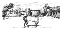 An ink drawing of a horse barn and three horses.