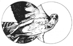 This image is a ink drawing of a hawk as seen through the lens of stong glasses.