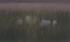 This image is of the white mares and dark foals in the dusk light.
