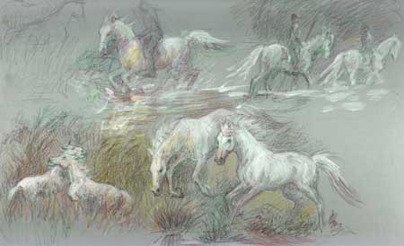 This image is of the white horses of the Camargue as they play and move.