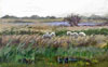 This image is of the Camargue horses in the sunlight in the marsh grass pasture.