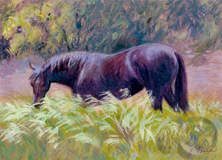 Serena, a black mare is grazing in the tall grasses of late spring.