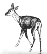 This image of a deer is by Karen done in ink.