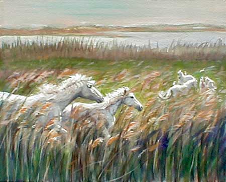 This image is of white horses running through the tall grass marshes with the white herd in the background.